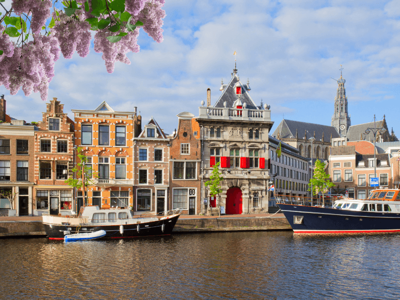 View of the Spaarne in Haarlem with historic buildings, the Waag with red shutters, moored boats, and blooming purple flowers in the foreground on a sunny day.