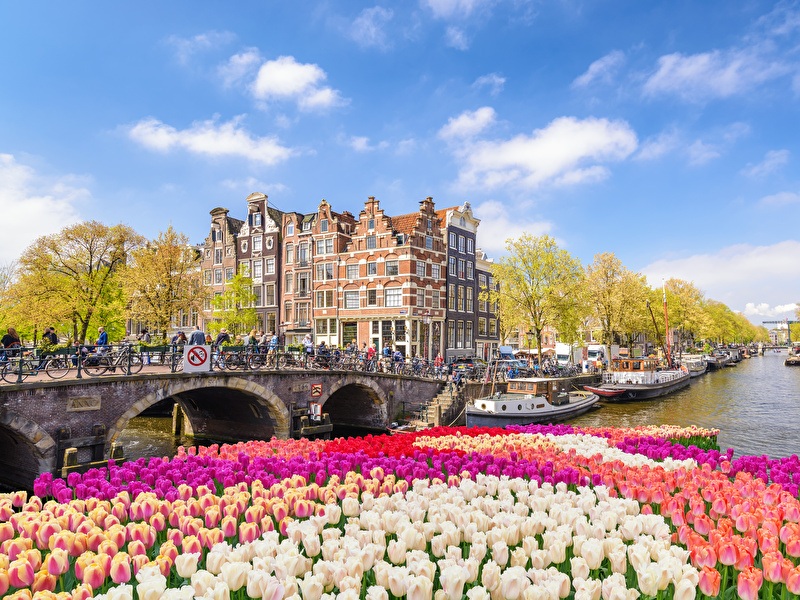 Colorful tulip field in front of a canal in Amsterdam with historic canal houses, a stone bridge full of bicycles, and boats on the water on a sunny summer day.