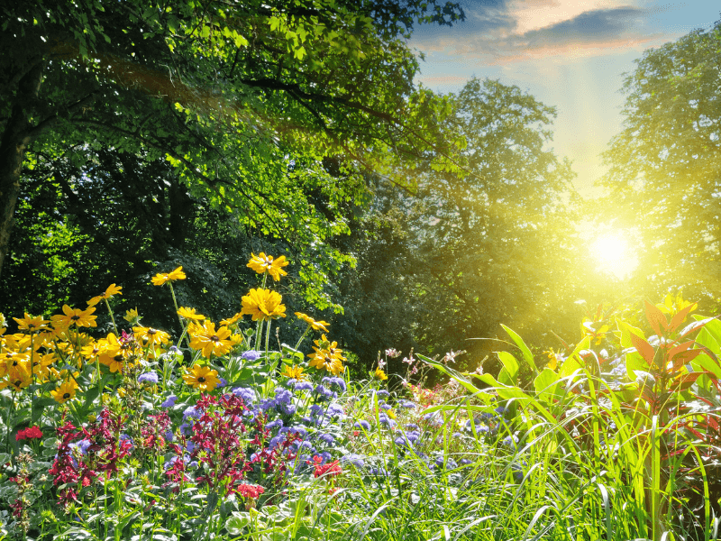 Sunny summer day in a colorful flower field with yellow, purple, and red flowers surrounded by green trees.